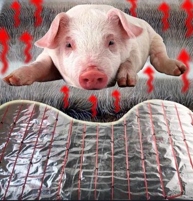 16597490142922.jpg 养殖供暖使用发热电缆.jpg